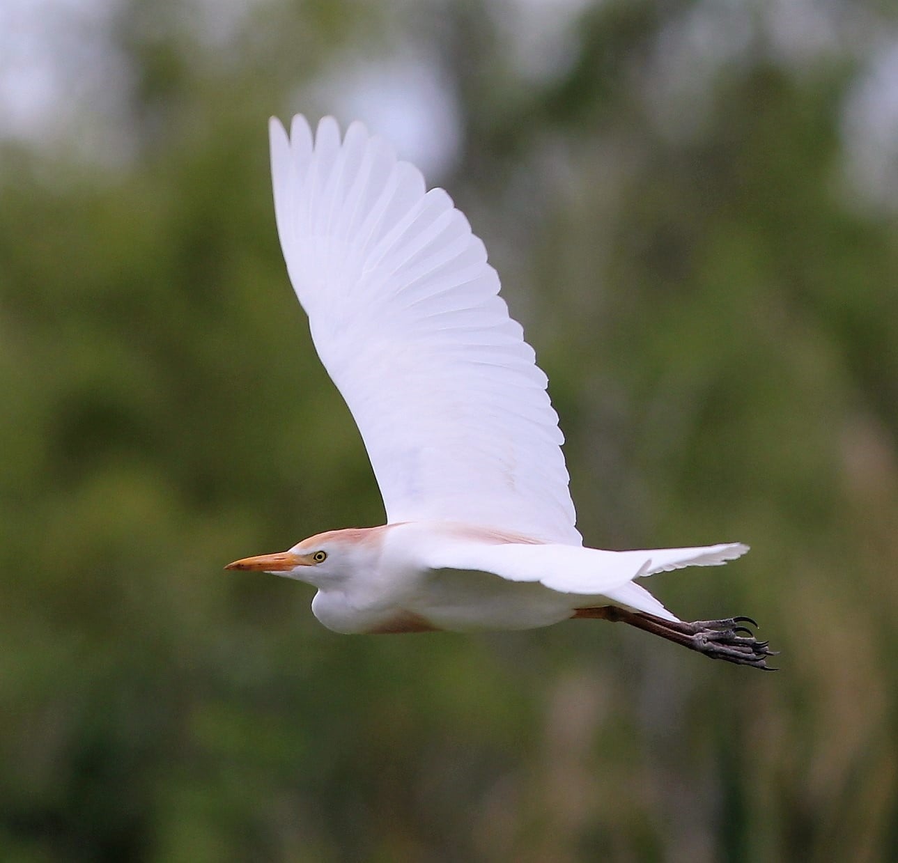 Great egrets in Southern Illinois