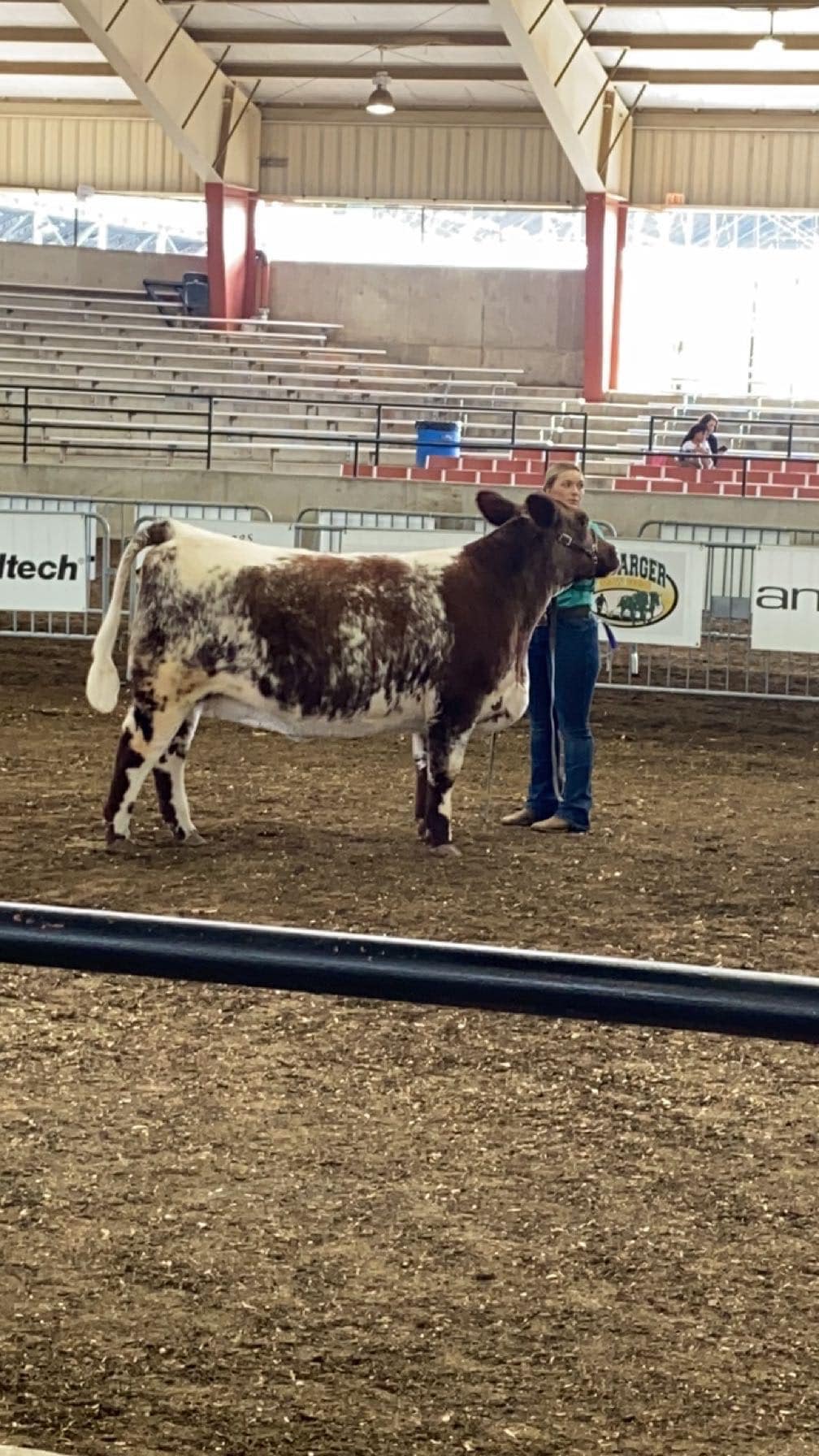 Rutz Shorthorns