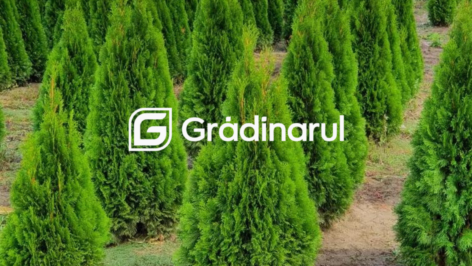 ArtGlobal on Reels
