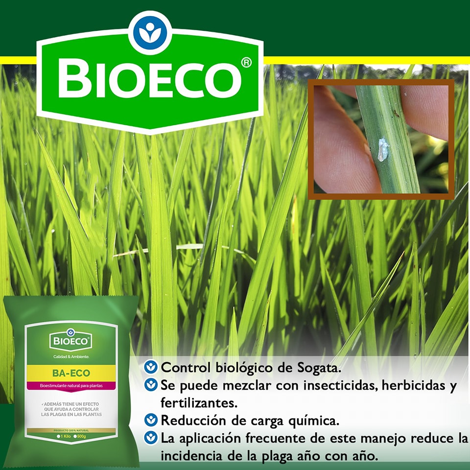 🟢BA-ECO es un producto bilogico,... - Bioeco Nicaragua | Facebook