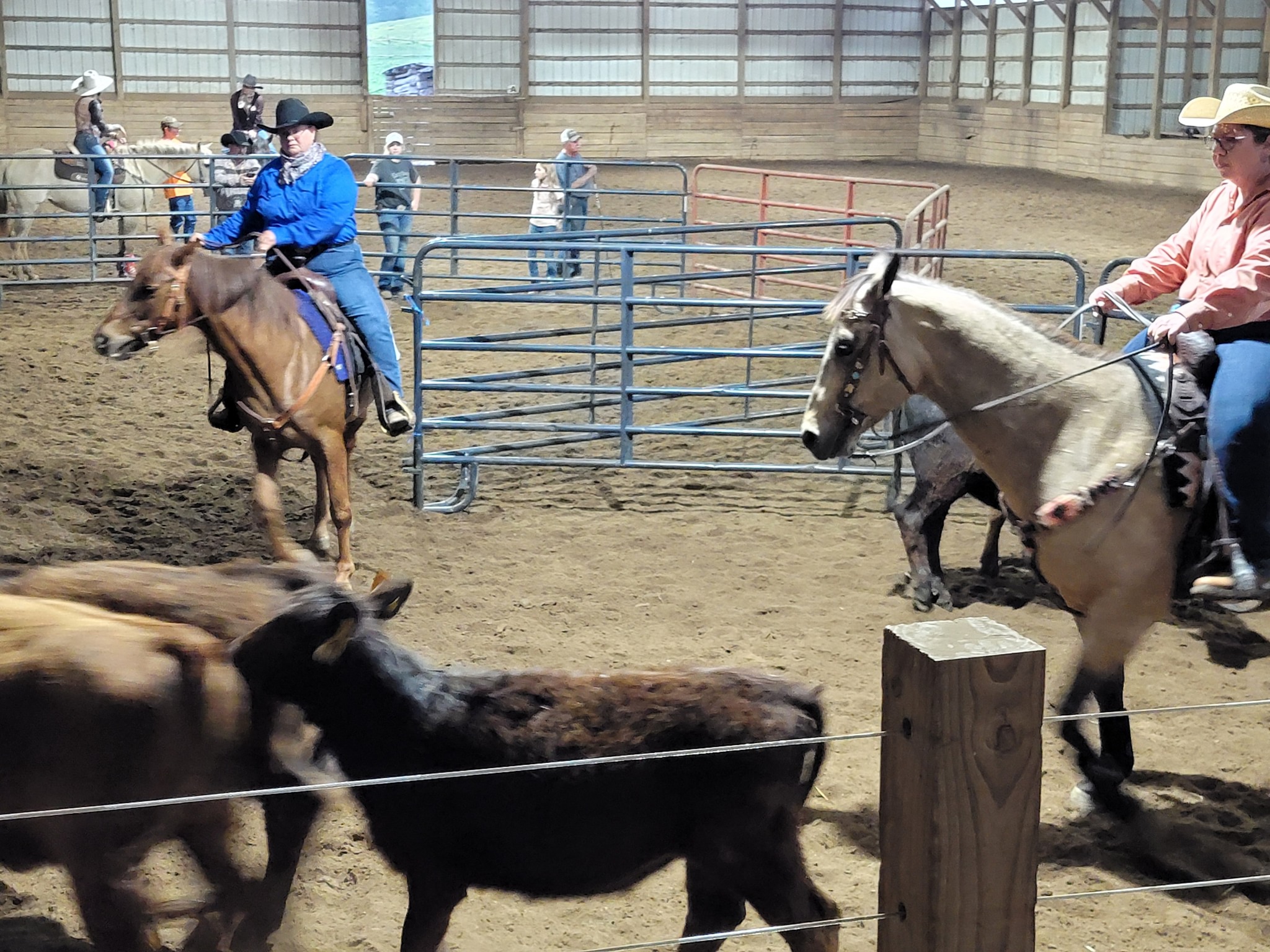 Great Cow Horse Show today!... - Davis Ranch Open Horse Shows | Facebook