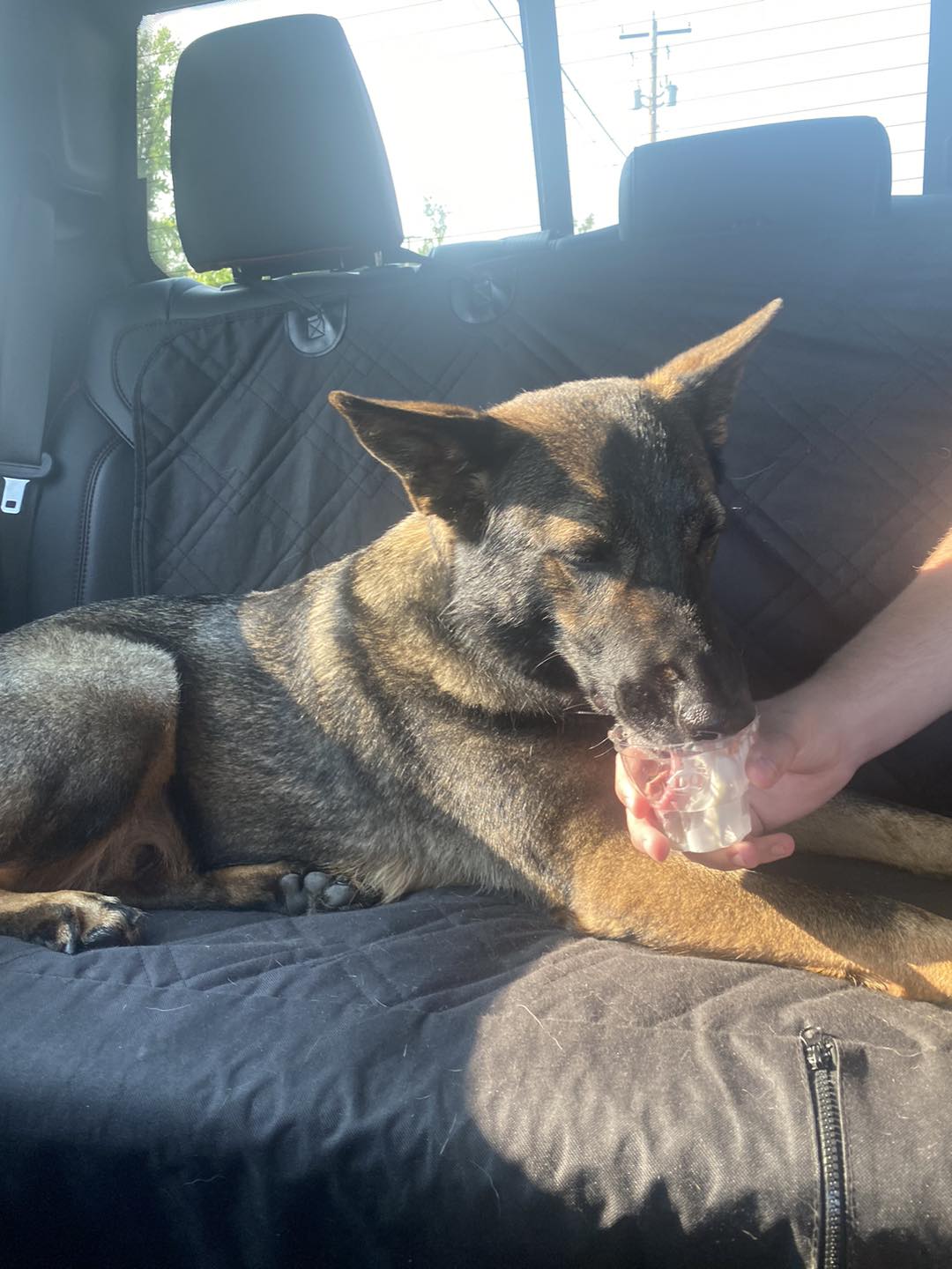 Soldiers 6 - The many stages of K9 Dez eating his pup cup.... | Facebook