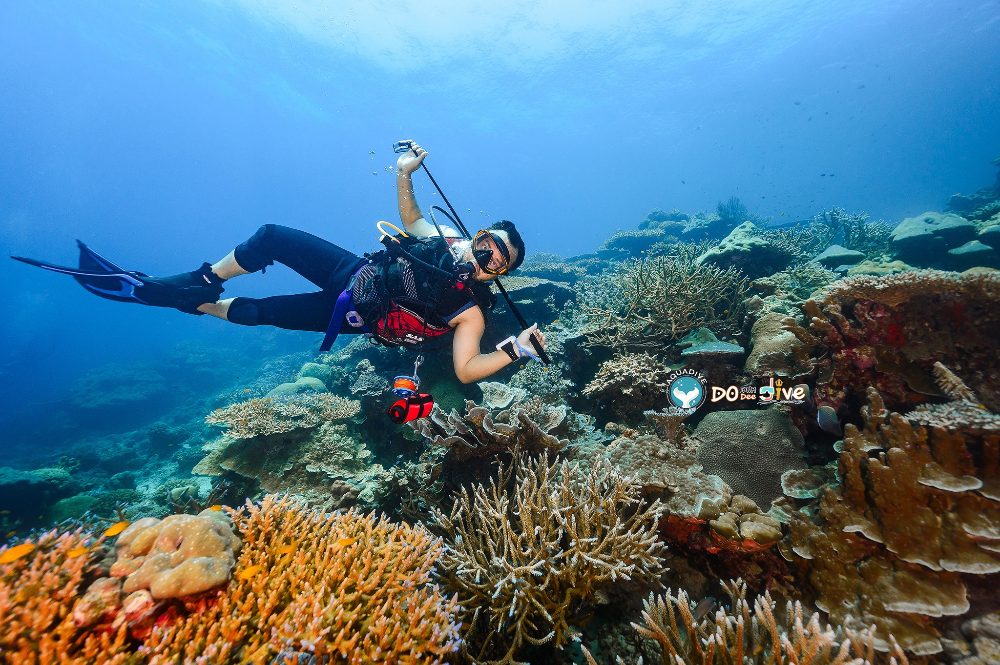 DoDum DoDee Dive