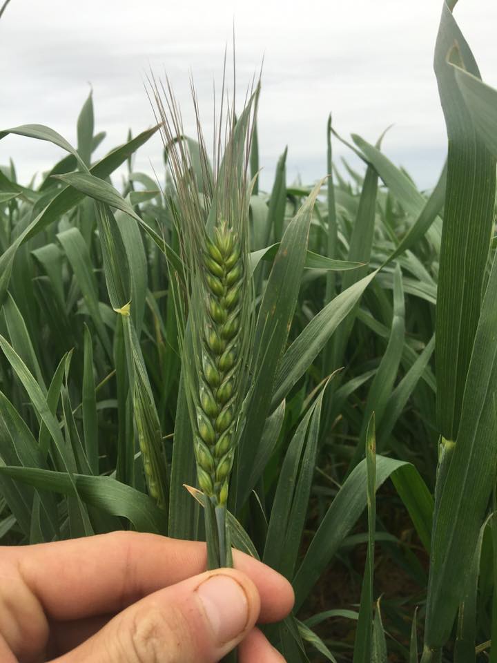 Aussie Farm Pics updated their cover photo. - Aussie Farm Pics