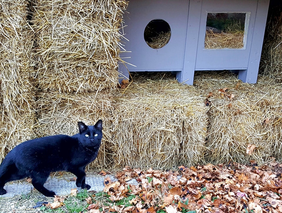 feral cat fish box house UFORU Plastic with Scratching Board, Foldable Cat Shelter, Waterproof Weatherproof for Outdoor Indoor Use : Pet Supplies Your kitty doesn’t need a green thumb to get in on all this scratching fun Rest-Eazzzy Cat House for Indoor