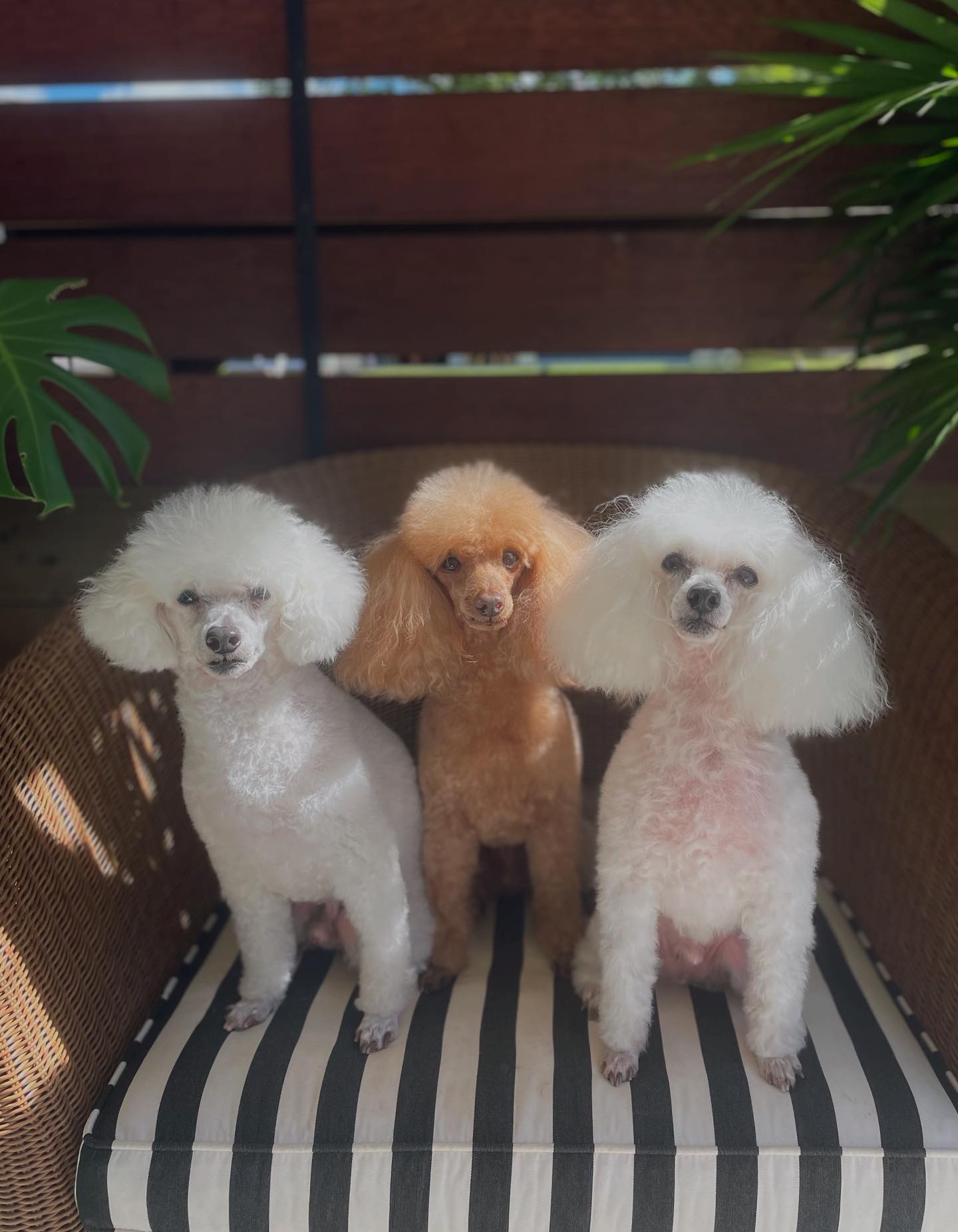 Get Scruffed Pet Grooming | Nudgee QLD