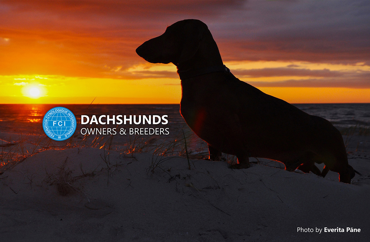 FCI Dachshunds owners & breeders | 📩📍Italy | Facebook