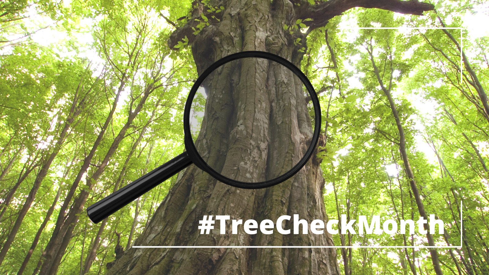 Happy #TreeCheckMonth! The Asian... - NCSU Extension Forestry