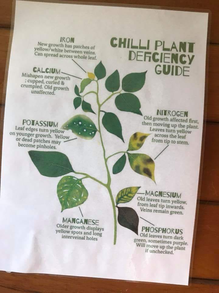Chilli Chat Hints & Tips - Home