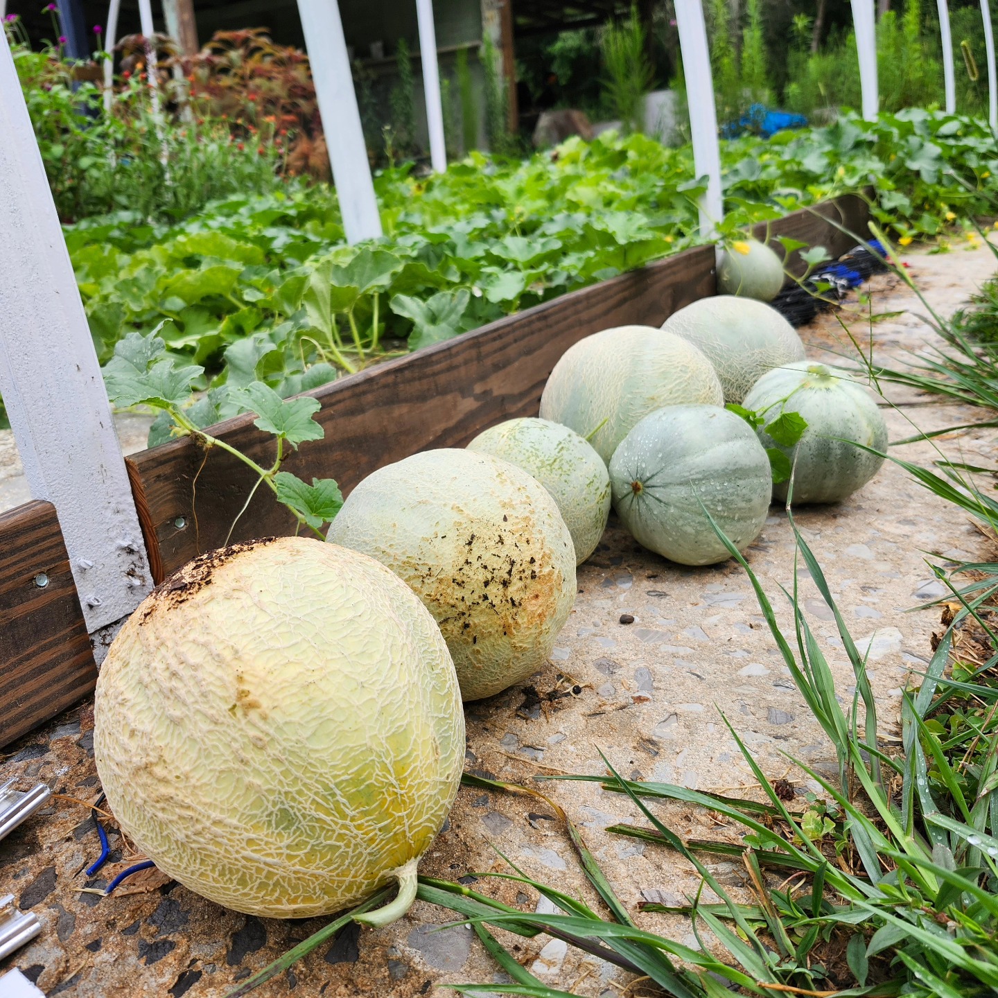 Rolling Ridge Stays & Flower Farm | Resaca GA
