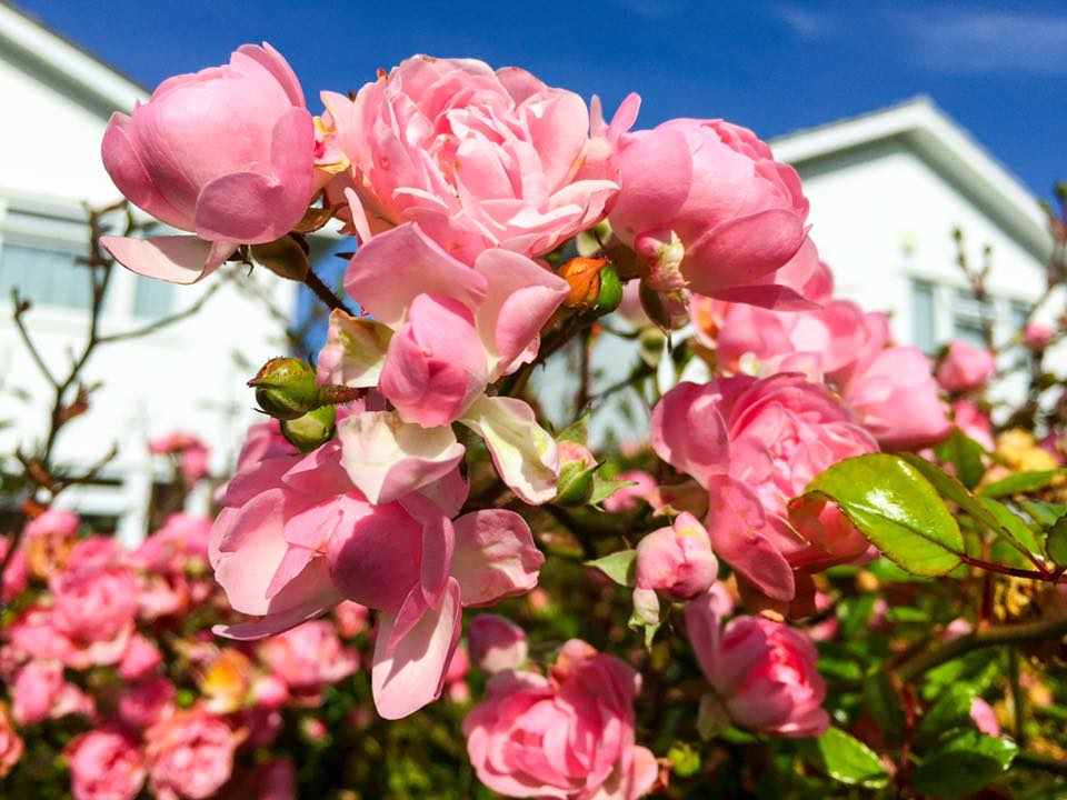 Garden Flowers - Beautiful late September roses 🌹🌱🌹...