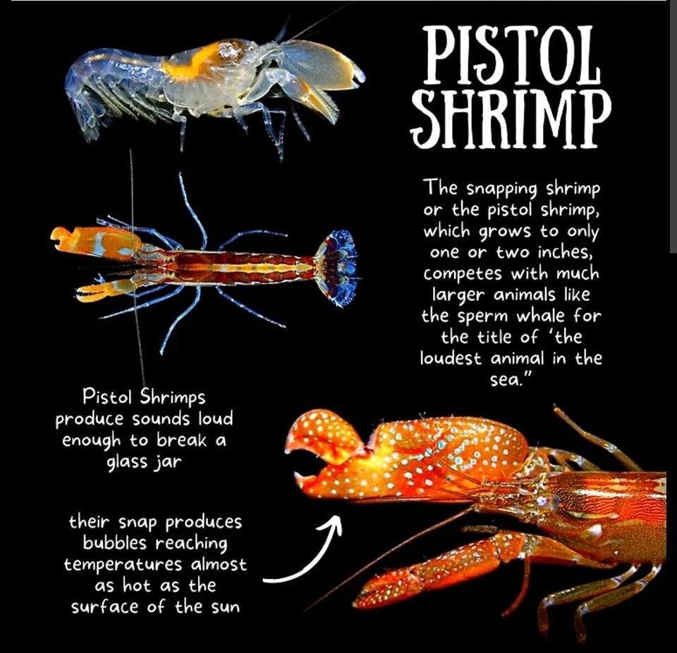 Biblical - Another amazing creation. | Facebook