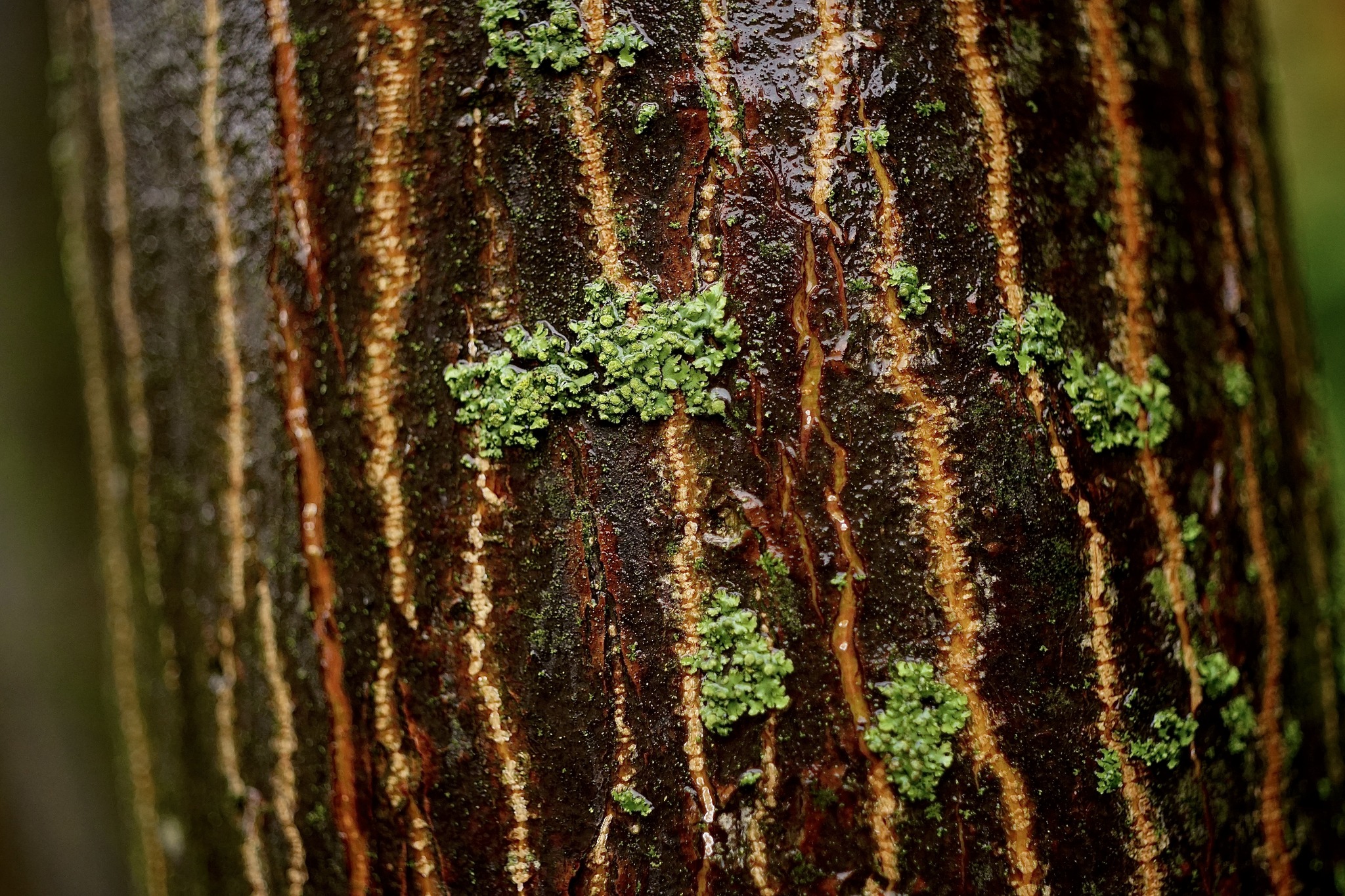 Canon FL Macro 50mm f/3.5 lens review
