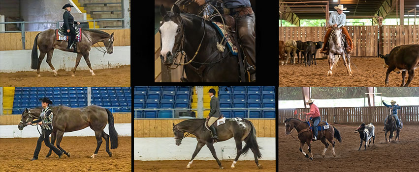 A big huge congratulations to... - Mike Moser Quarter Horses | Facebook