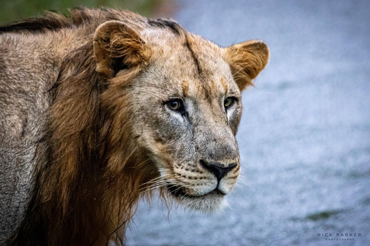 Lion in the rain... - Rick Parker Photography | Facebook
