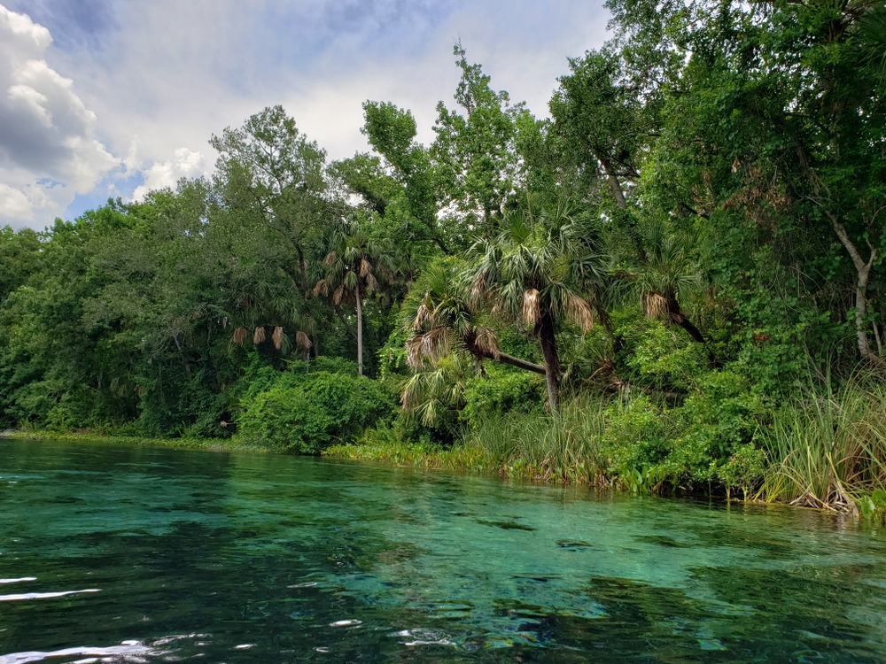Capybaras are not native to Florida;... - Best Florida Travel | Facebook