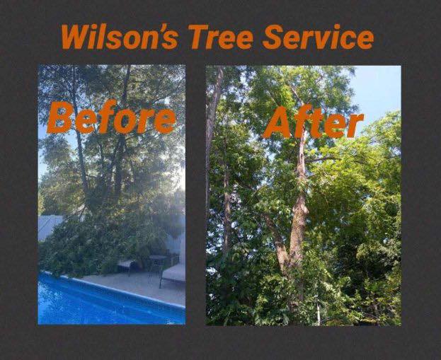 Wilson’s Tree Service | Battle Creek MI