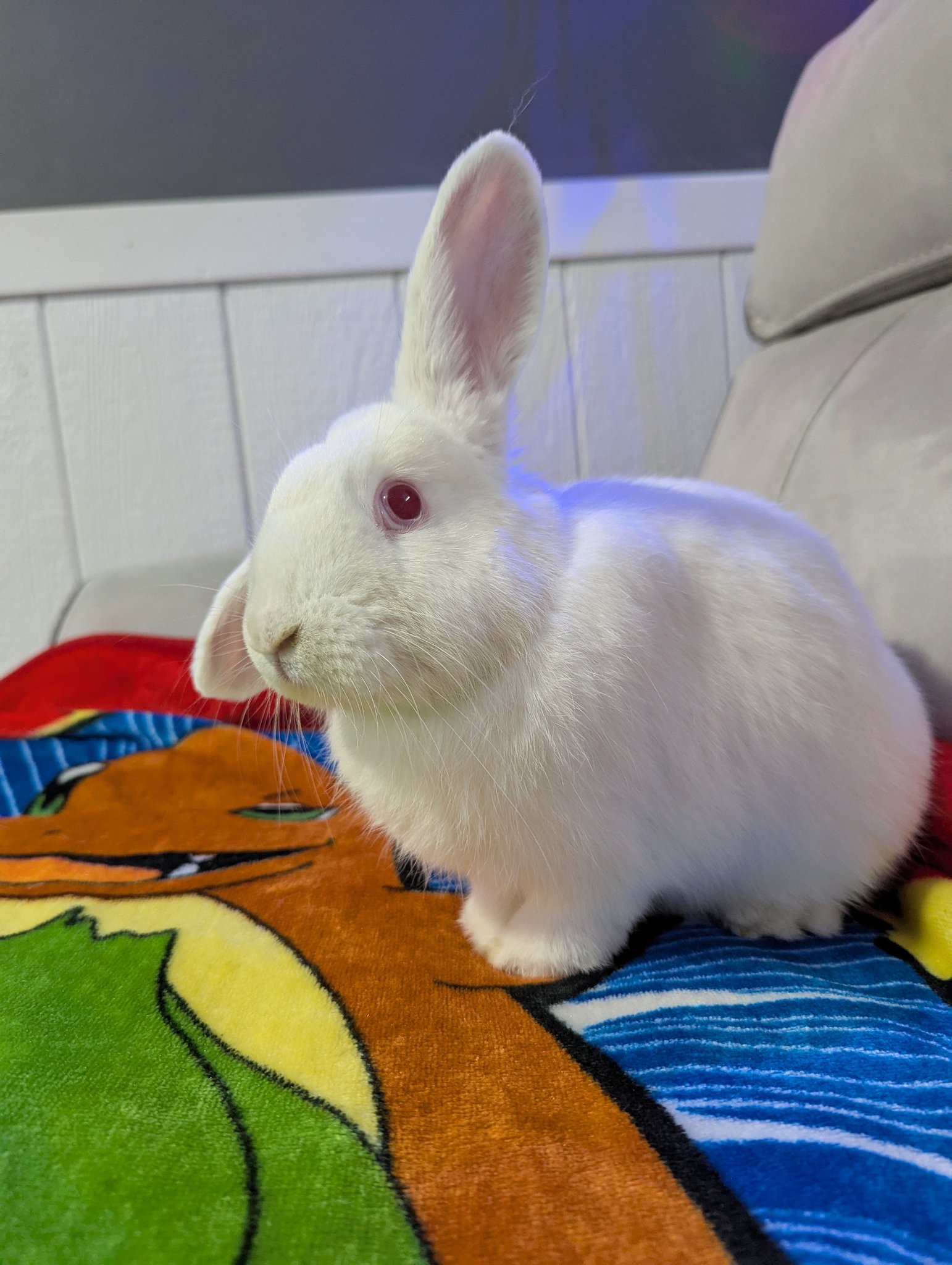 Snickerdoodles' Rabbit Rescue & Pet Loss Support