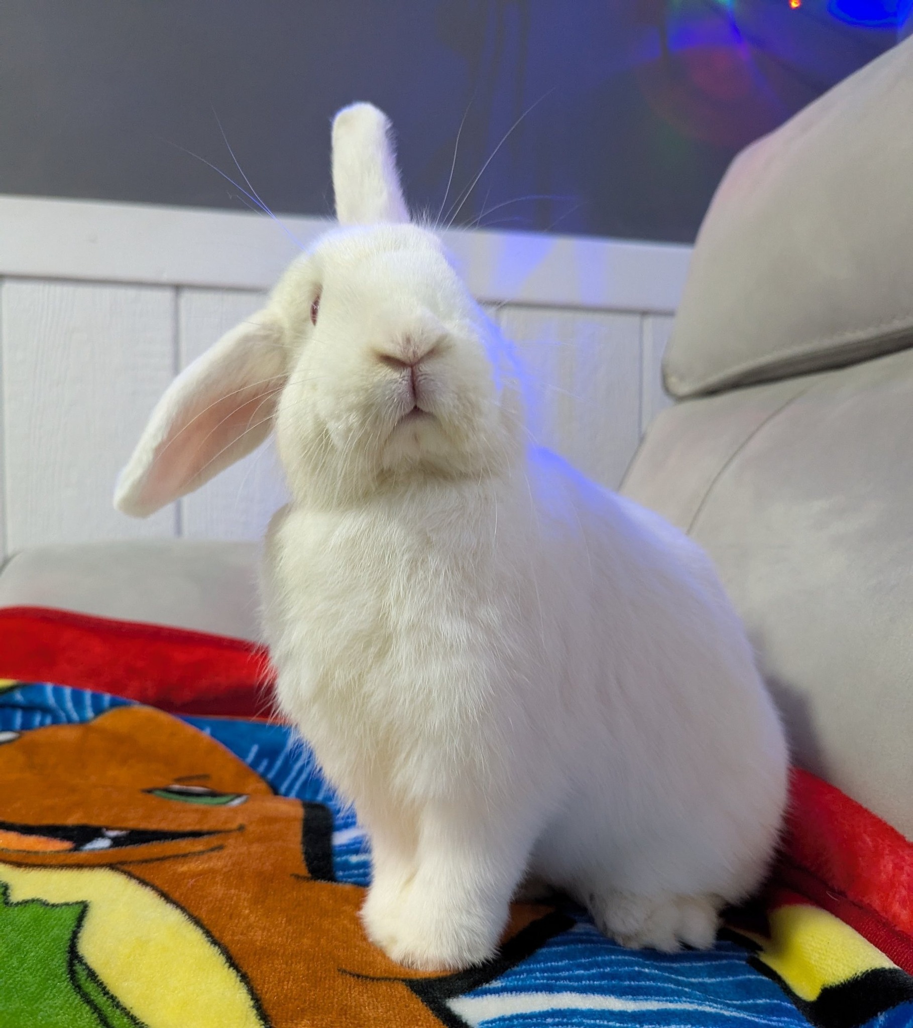 Snickerdoodles' Rabbit Rescue & Pet Loss Support