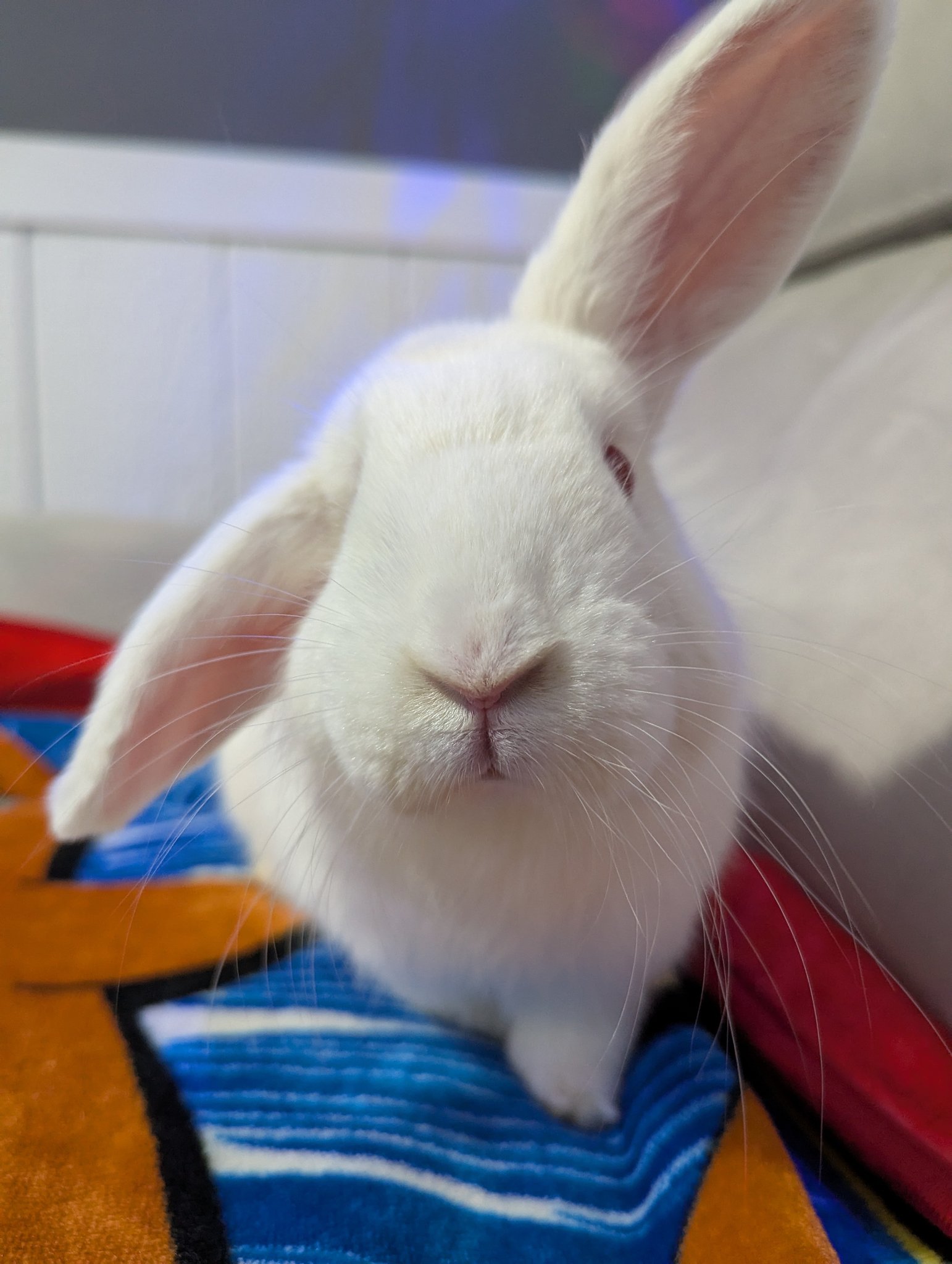 Snickerdoodles' Rabbit Rescue & Pet Loss Support