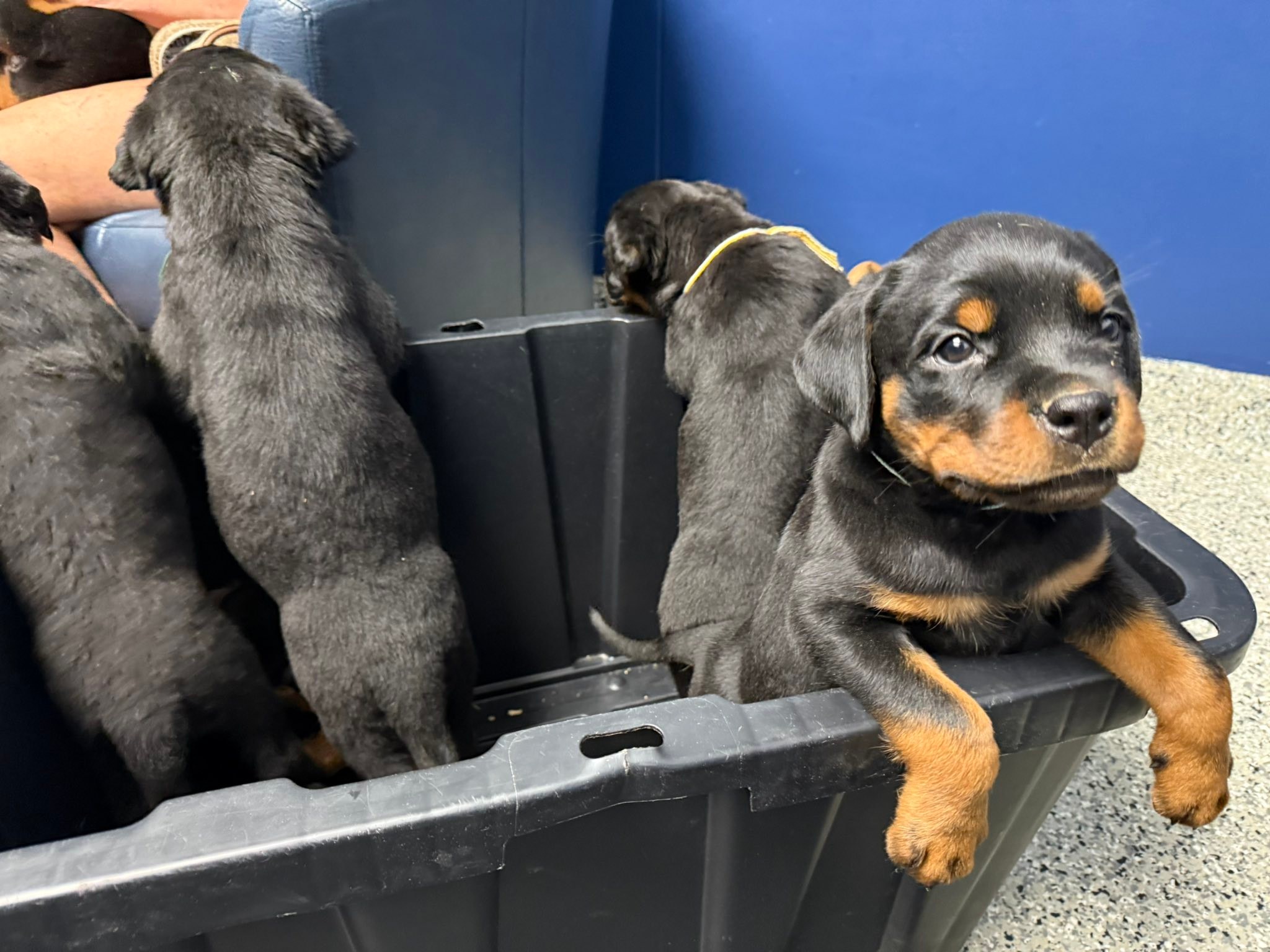 Brickman Rottweilers Westfield, MA | Westfield MA