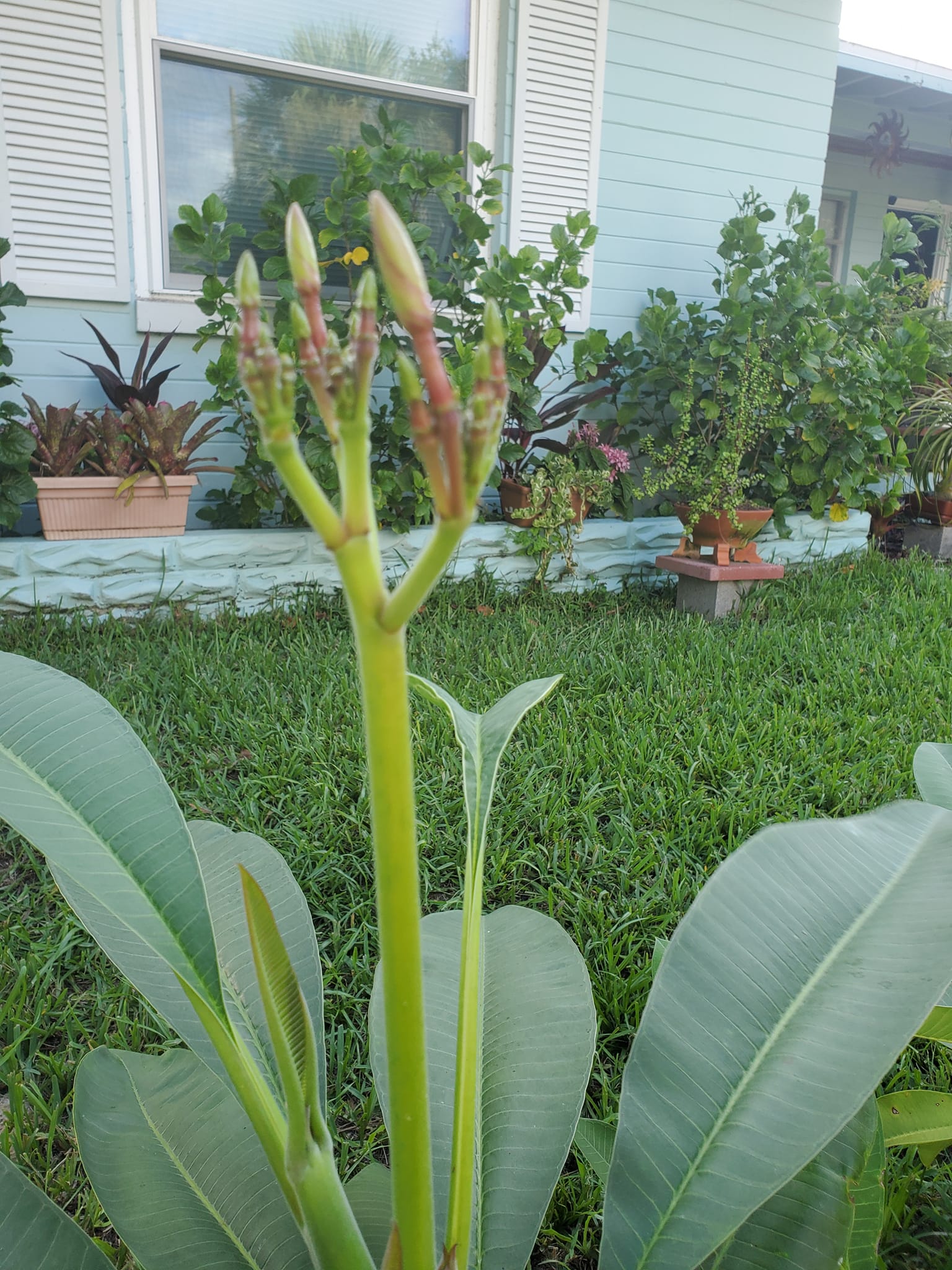 An Ocala reader sent us this photo of her beautiful plumeria in