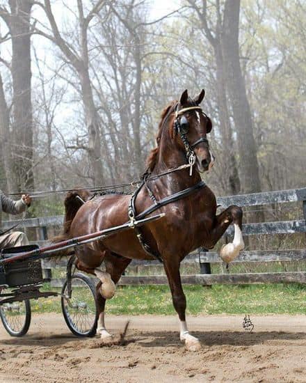💥BARNO💥 2006 Chestnut KWPN Stallion (Saffraan x Patijn x