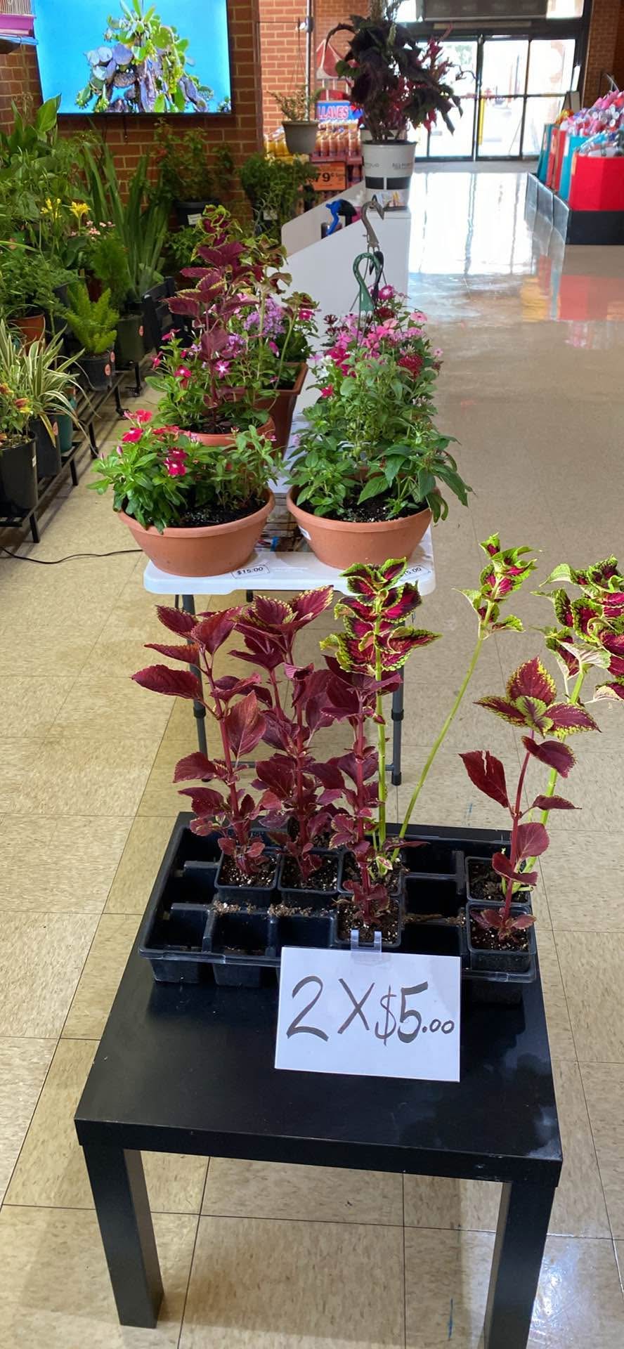 Venta de plantas en el rancho supermercado 3050 n Fry rd Katy Tx 77449 ...