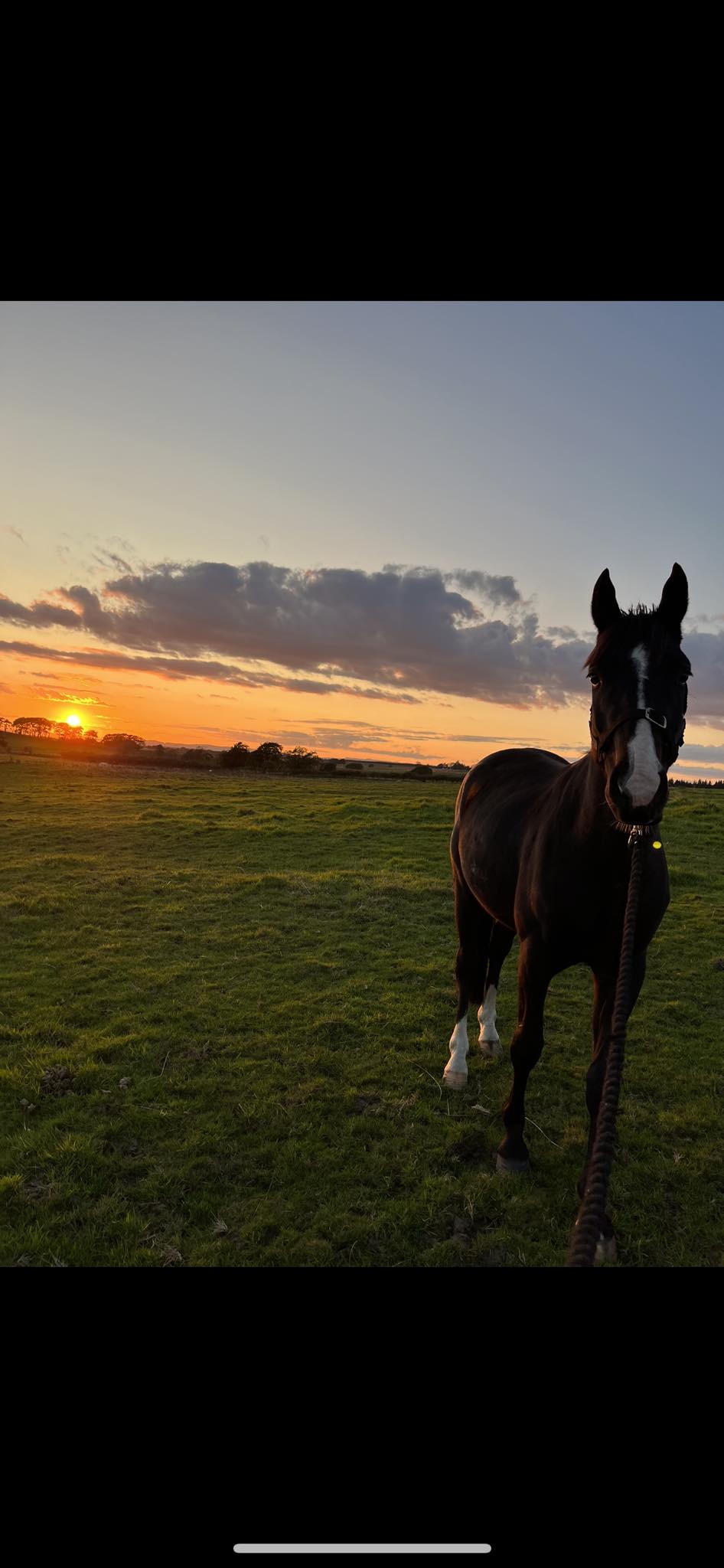 ‼️ Schooling, Breaking & Sales... - Meadowhead Equestrian | Facebook
