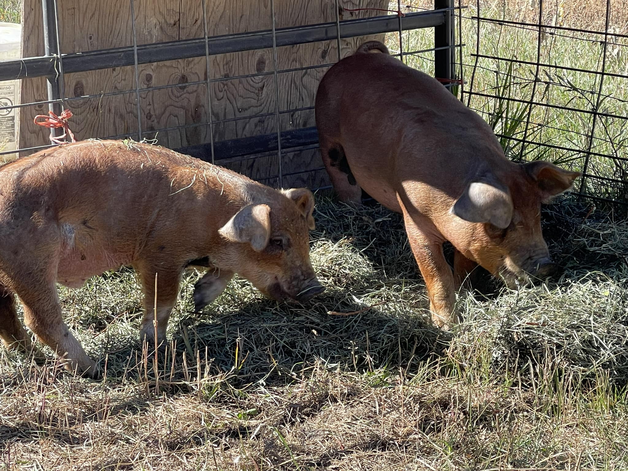 Covered Bridge Ranch | Montrose CO