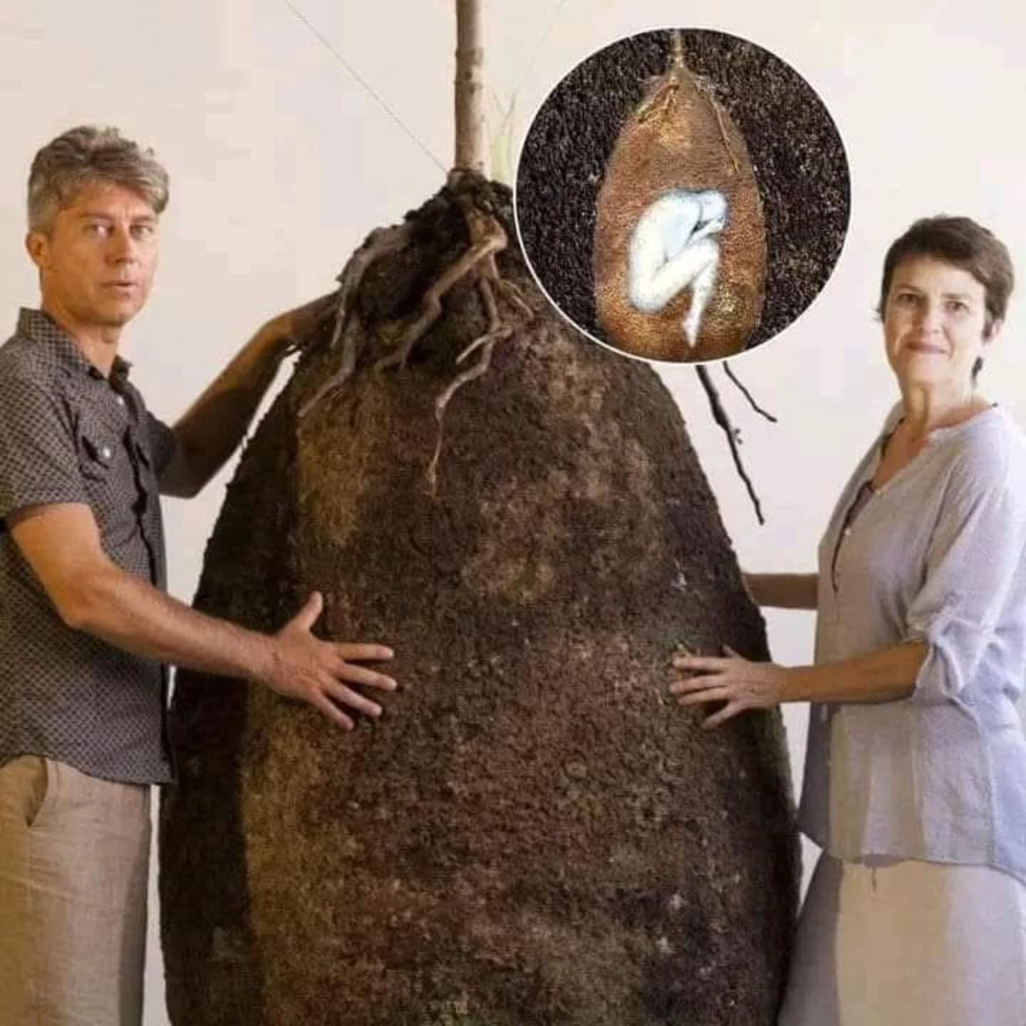 Ancient - Capsule Mundi; the project that ensures humans the continuity ...