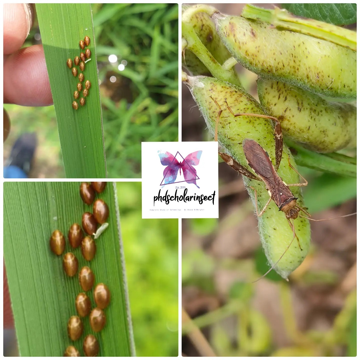 Anand Warghat - Coreidae is a large family of predominantly sap ...