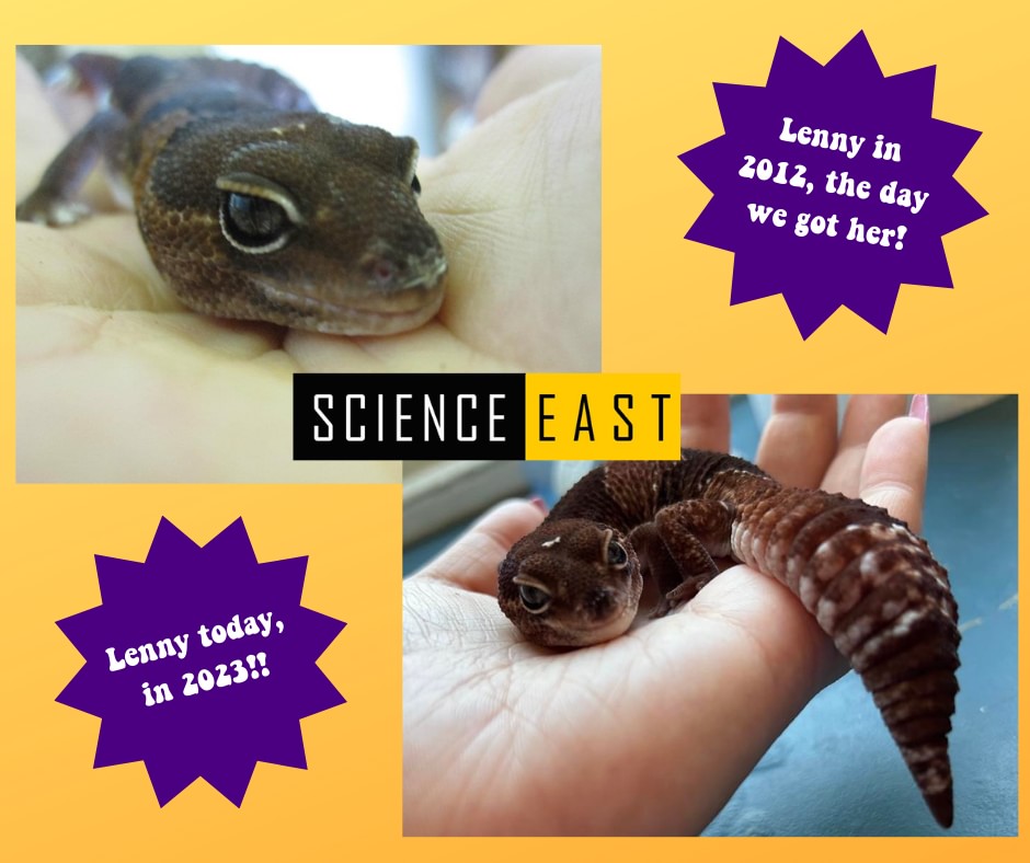 Science - 11 years ago today, Lenny the African fat-tailed gecko, came ...