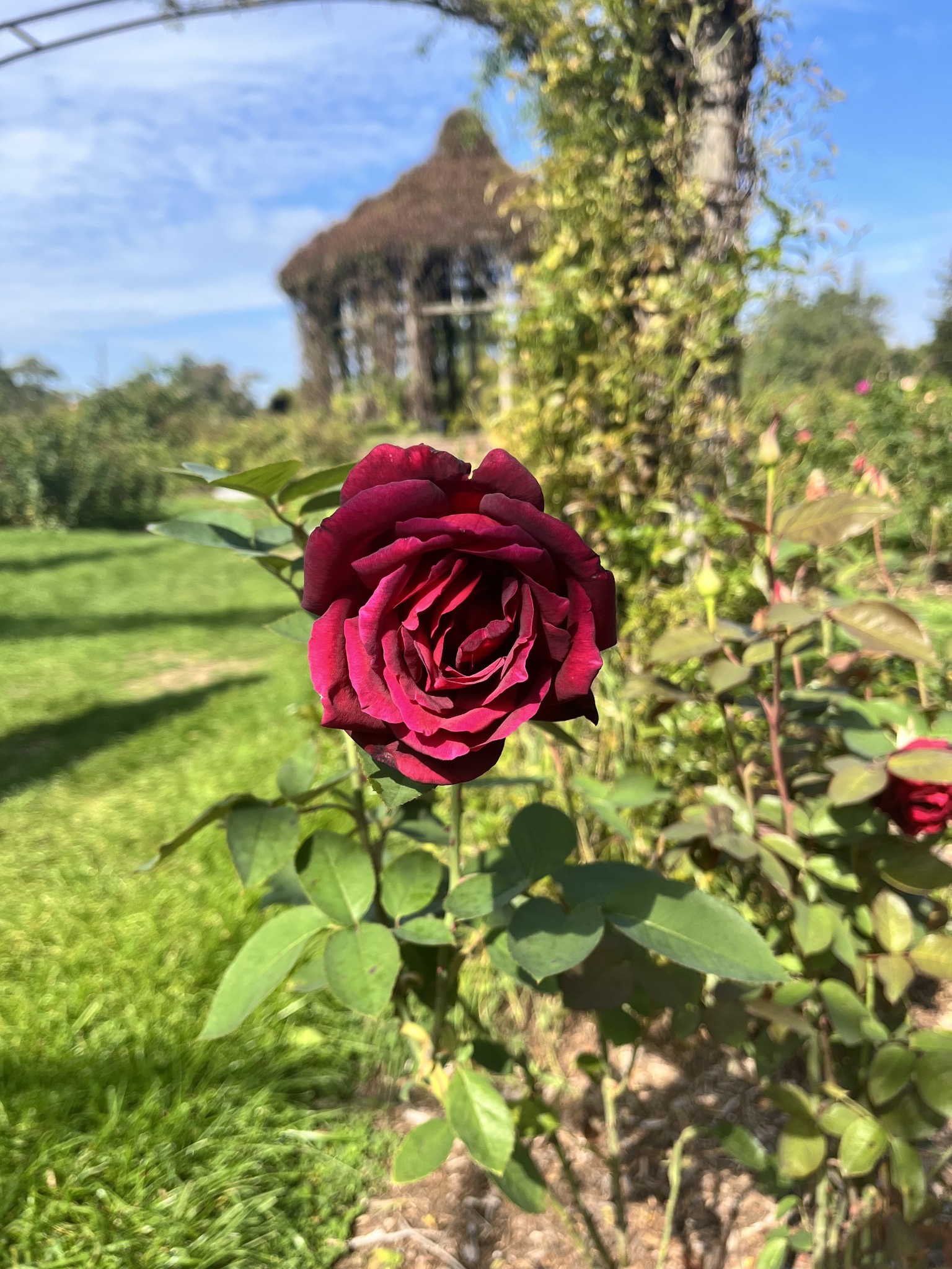 In early autumn many roses... - Elizabeth Park, Hartford CT | Facebook
