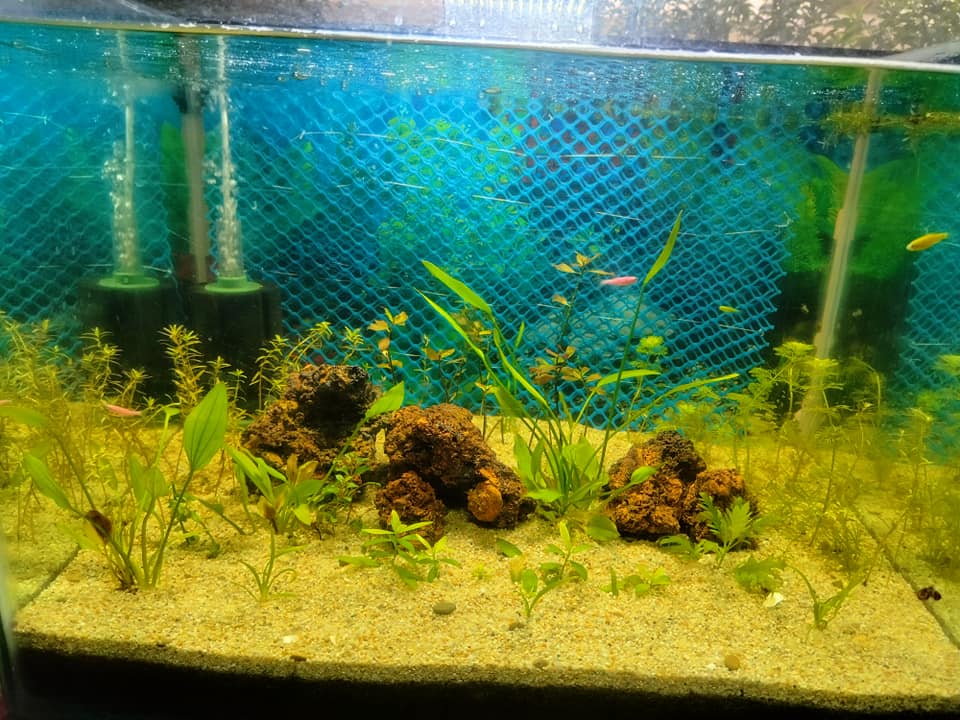 Aquarium Lava Rock per KG - Aquarium Gardens