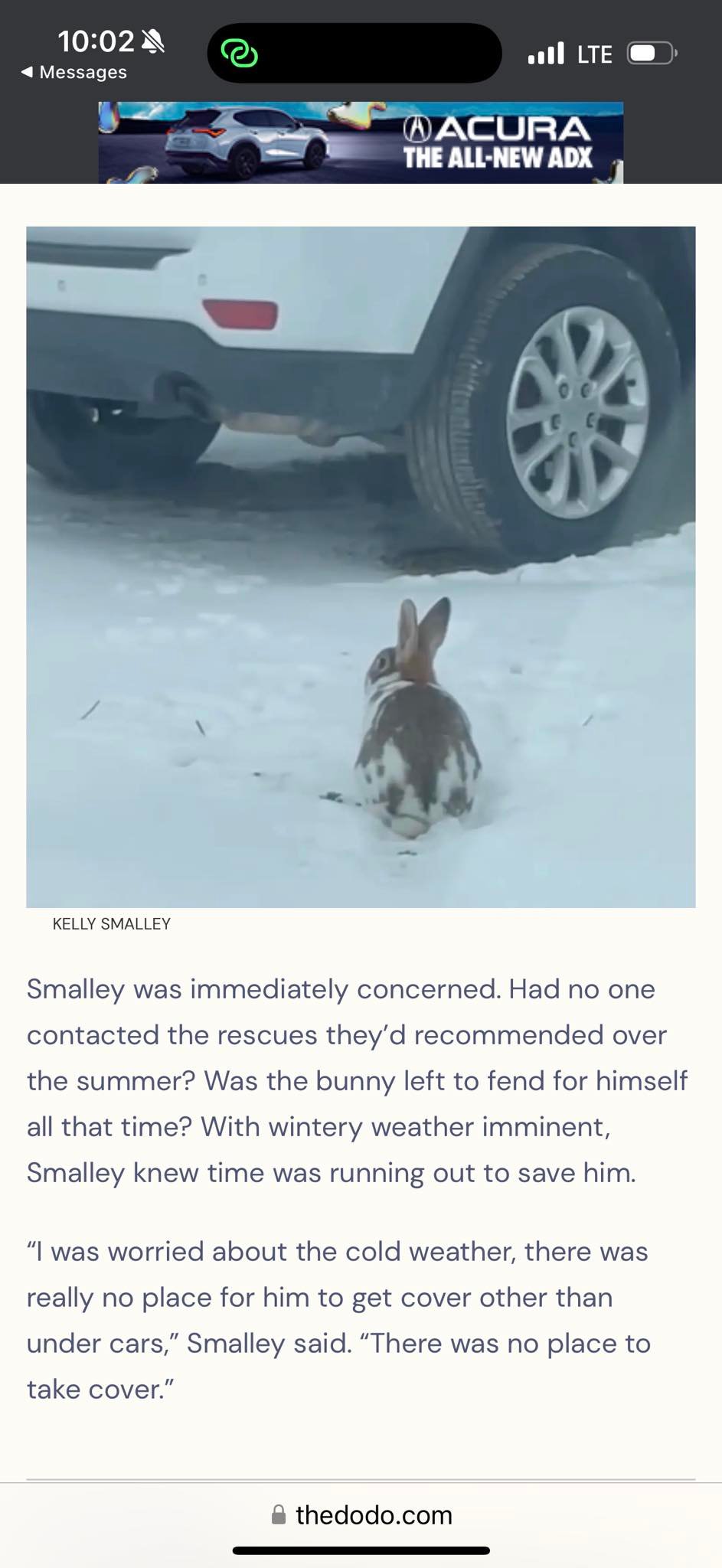 Romeo Rabbit Rescue 501c3 Non-Profit Corporation
