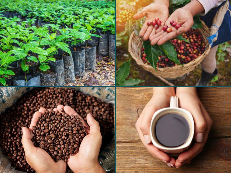 Arabica coffee variety P88 #fbpro #kopiarabika #nature #jangkauanluas