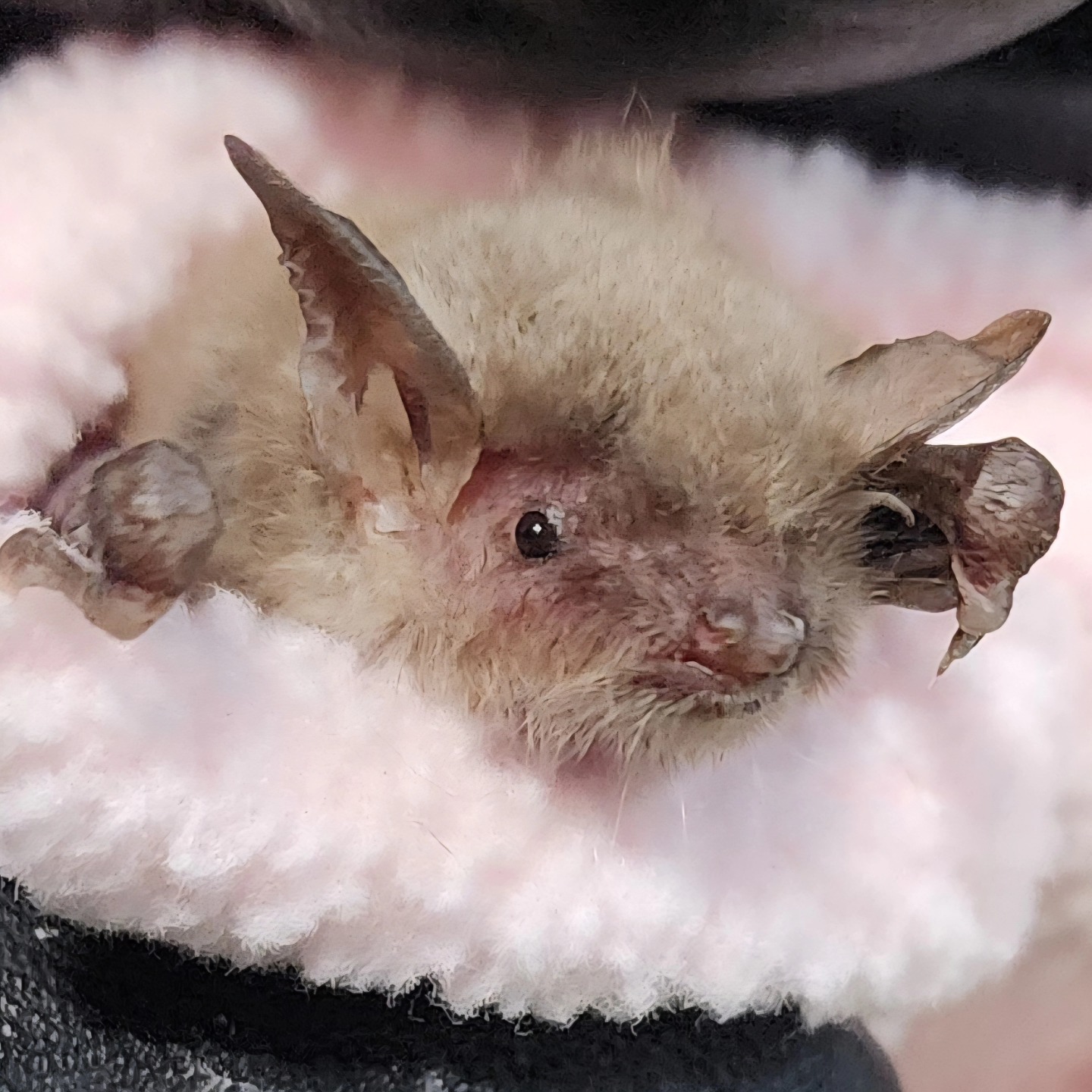 Arizona Bat Rescue | Mesa AZ