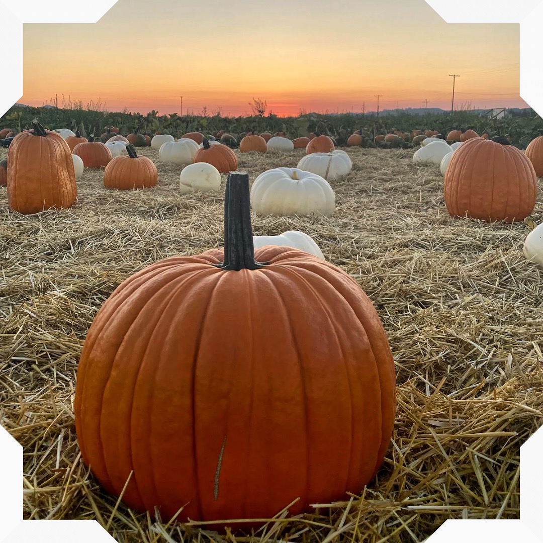 Chapman Farms - Are you ready for pumpkins?🎃 Our crop grew...
