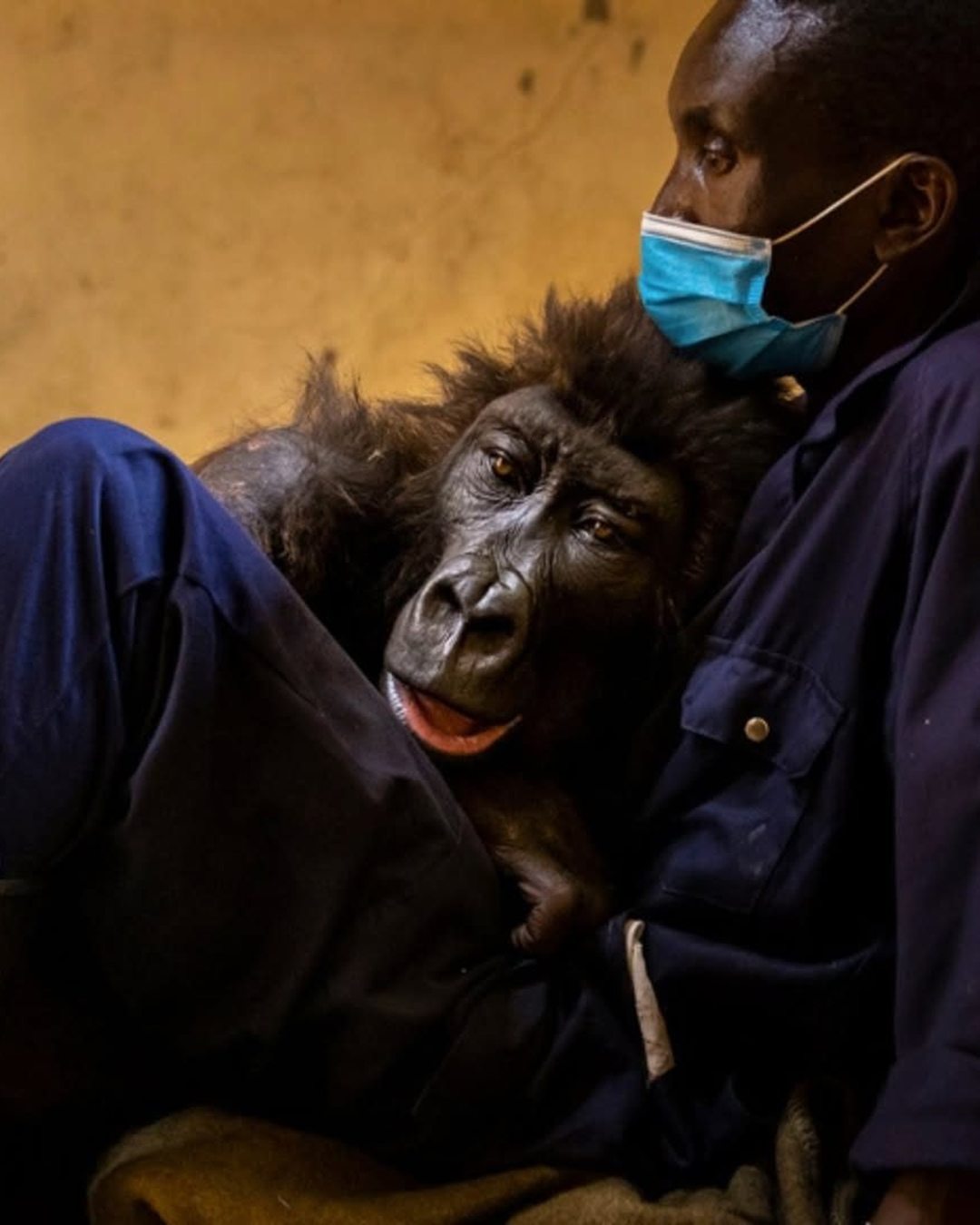 Touch The Heart - In 2007, rangers in Congo found a... | Facebook