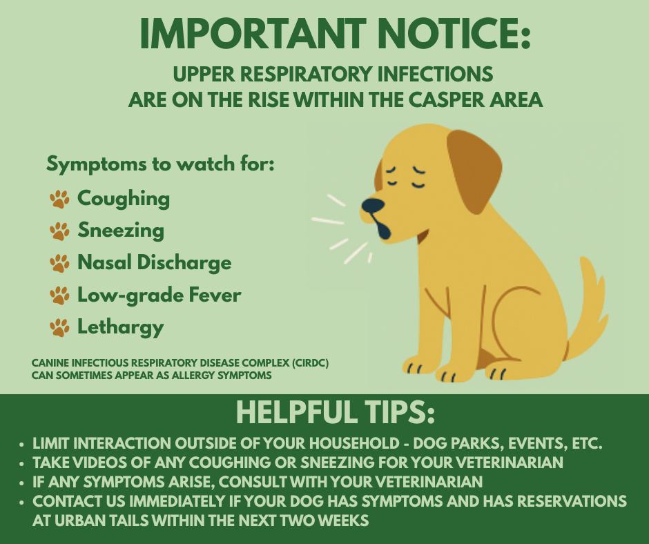 Urban - We’re seeing a rise in Canine Infectious Respiratory Disease ...