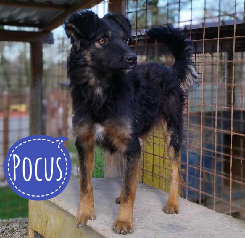 🆘🆘🆘ZUHAUSE GESUCHT🆘🆘🆘 💔POCUS💔... - Dog Rescue & Resort | Facebook