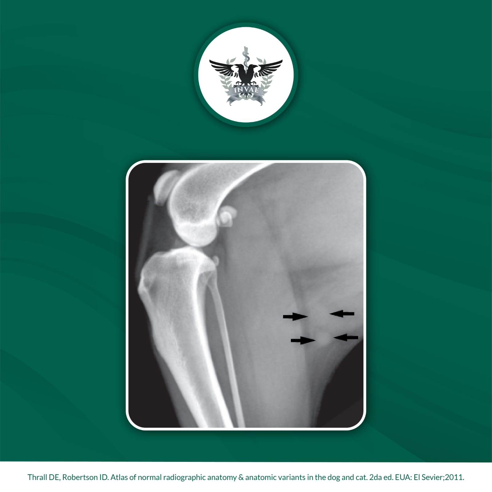 INVAE - IMAGEN RADIOLÓGICA 🦴🐶 Proyección lateral de la articulación ...