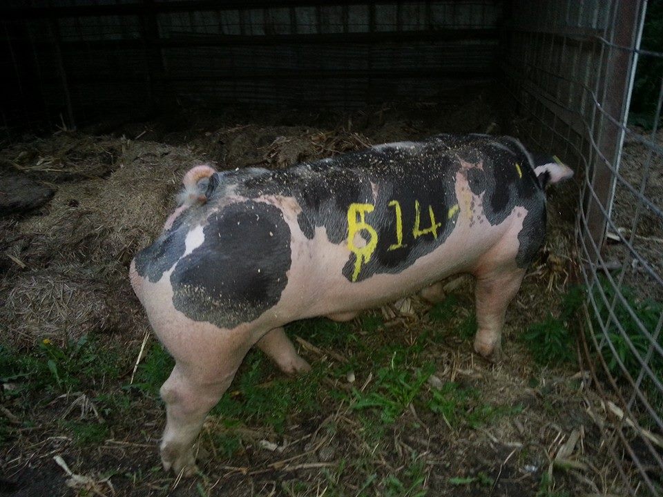 Wetovick Show Pigs - We purchased this young boar from Rudy Glingle at ...