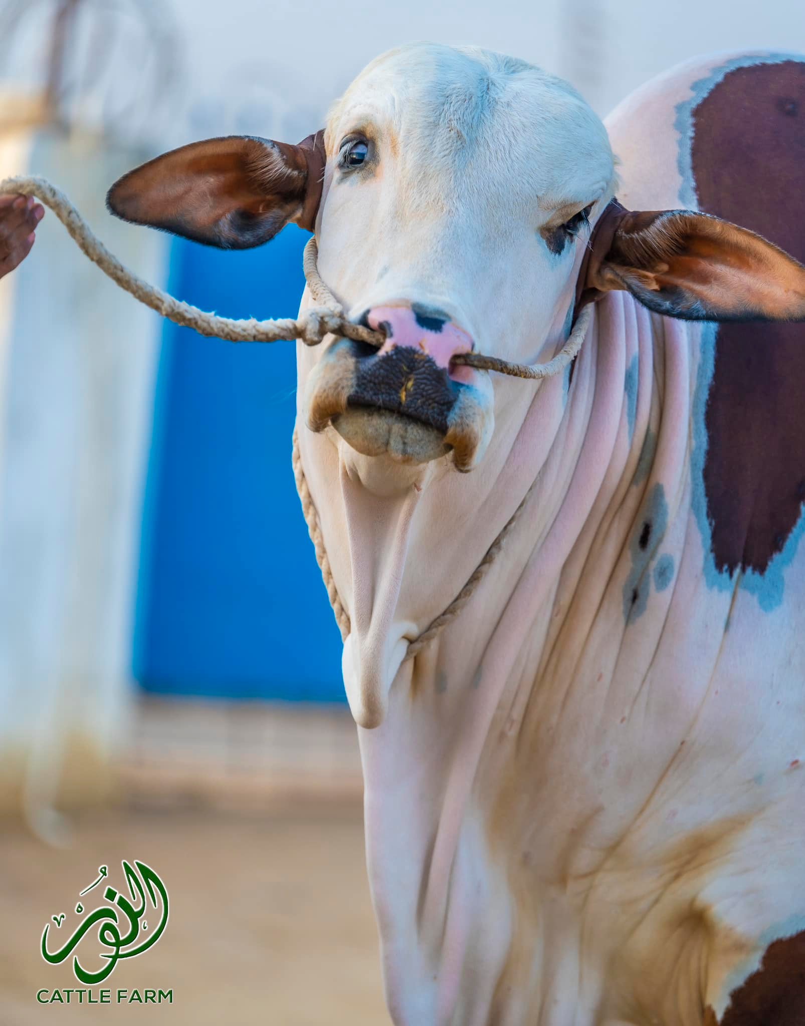 Al Noor Cattle Farm | Karachi