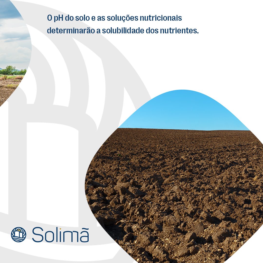 🌾 Curiosidade do dia 🌾 Sabia que o... - Cerealista Solimã
