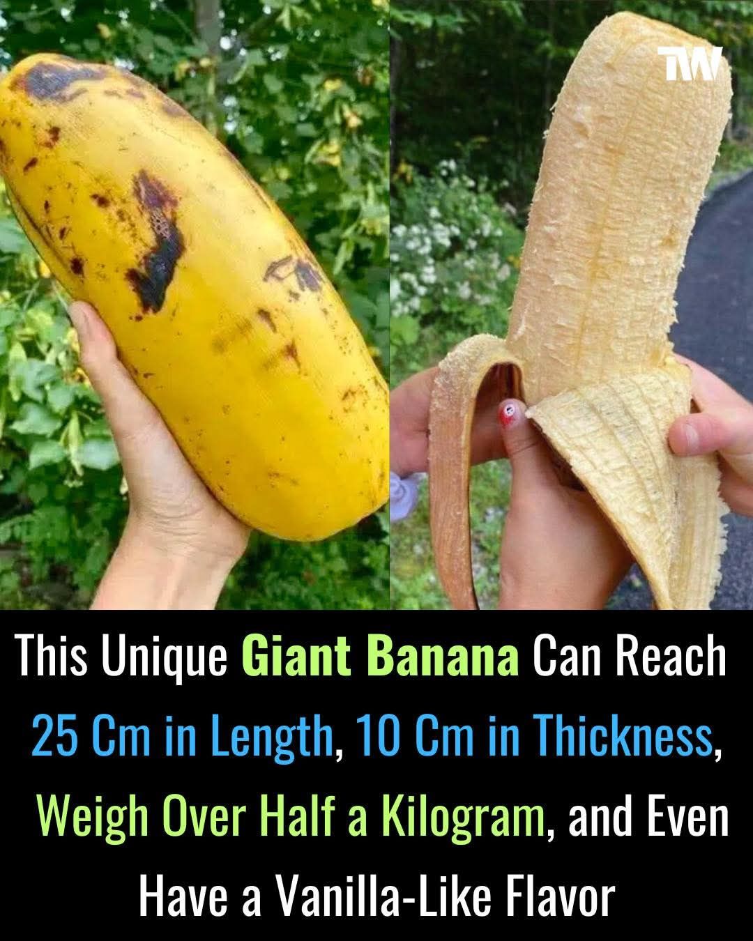 What countries have bigger bananas than Croatia?