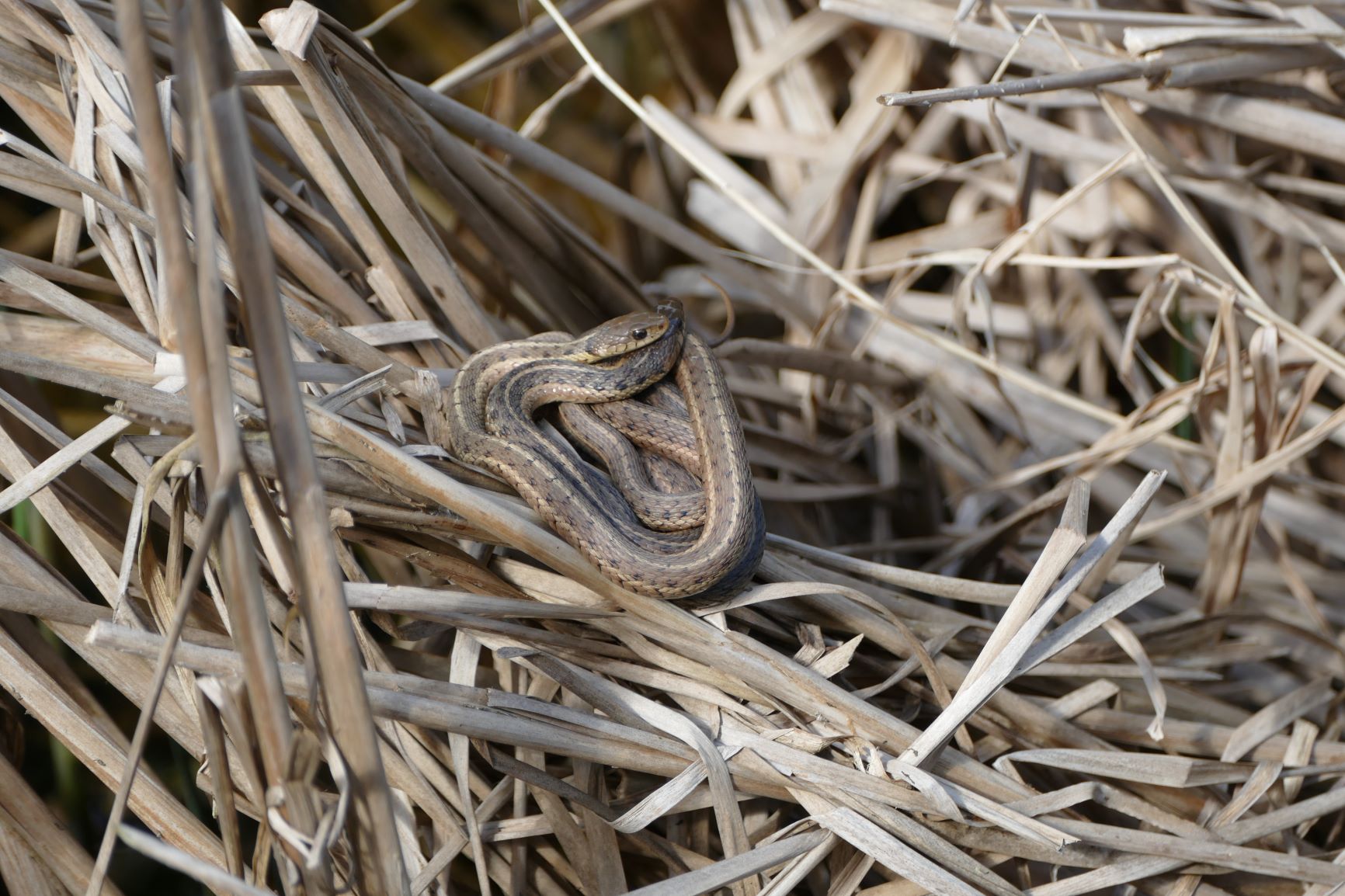 National - Watch your step... 🐍 Common Garter snakes are slender and ...