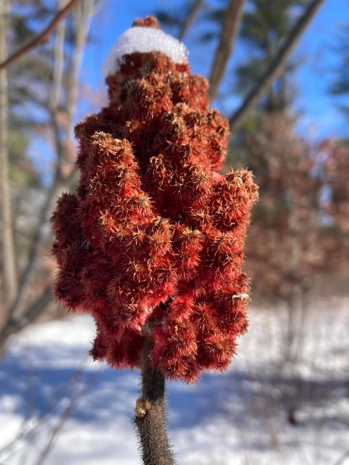 75 Smooth Sumac Tree Seeds (Rhus Glabra) - Red Berries, Attracts Wildlife, USA Grown