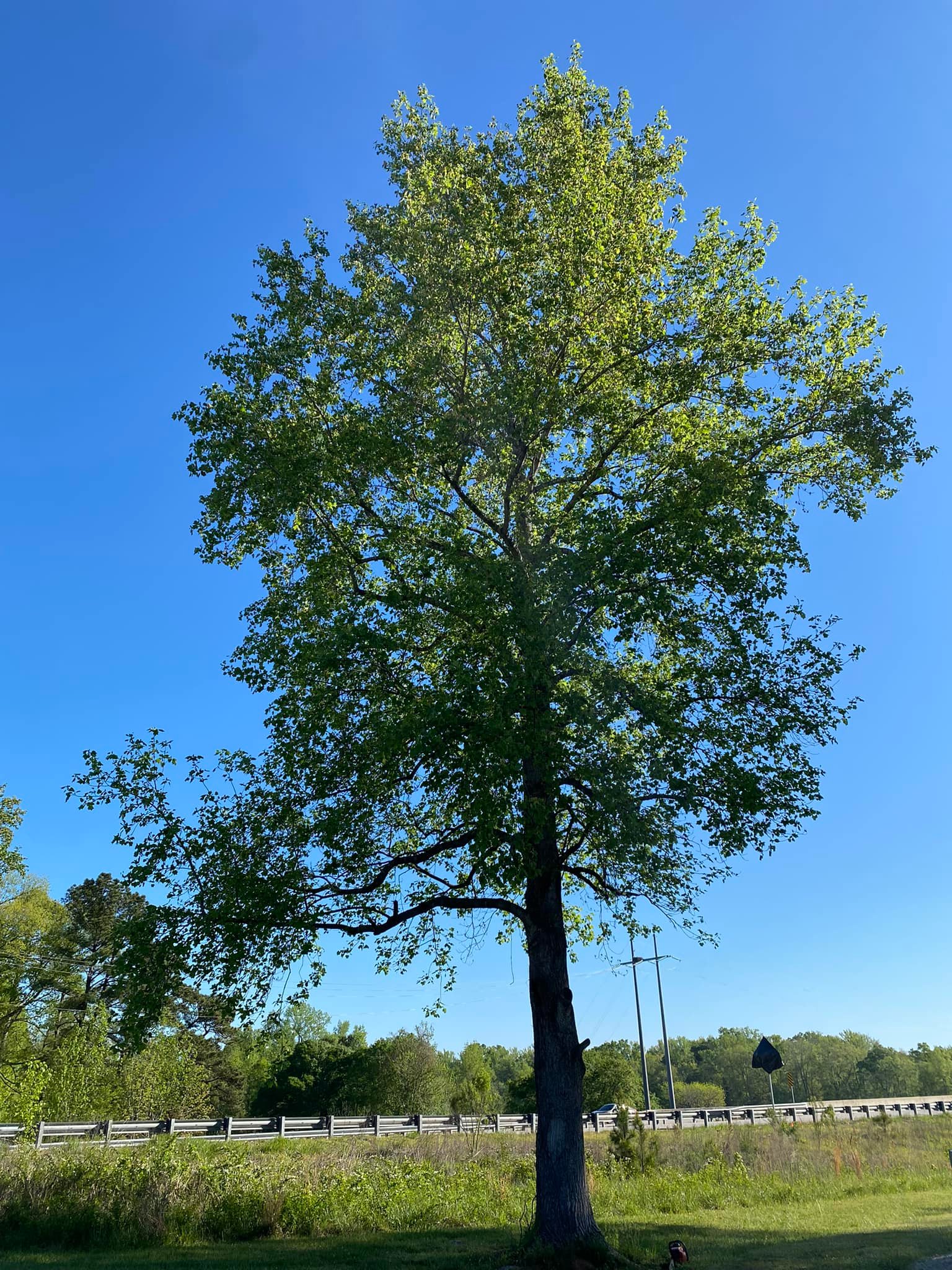 Archie Landscaping and Tractor LLC | Edgemoor SC